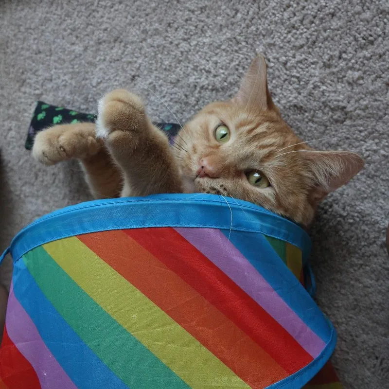 An adult small-sized male Orange / Red Domestic Short Hair cat named Chester Wallace for adoption in Merrifield, VA