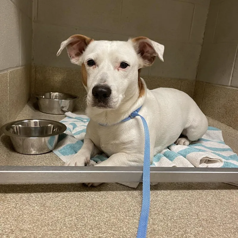 A young medium-sized male White / Cream Jack Russell Terrier dog named Wishbone for adoption in Bristol, IN