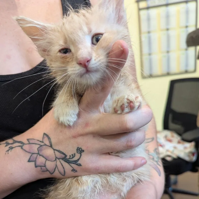 A baby small-sized male Buff / Tan / Fawn Domestic Short Hair cat named Comma for adoption in Lynchburg, VA