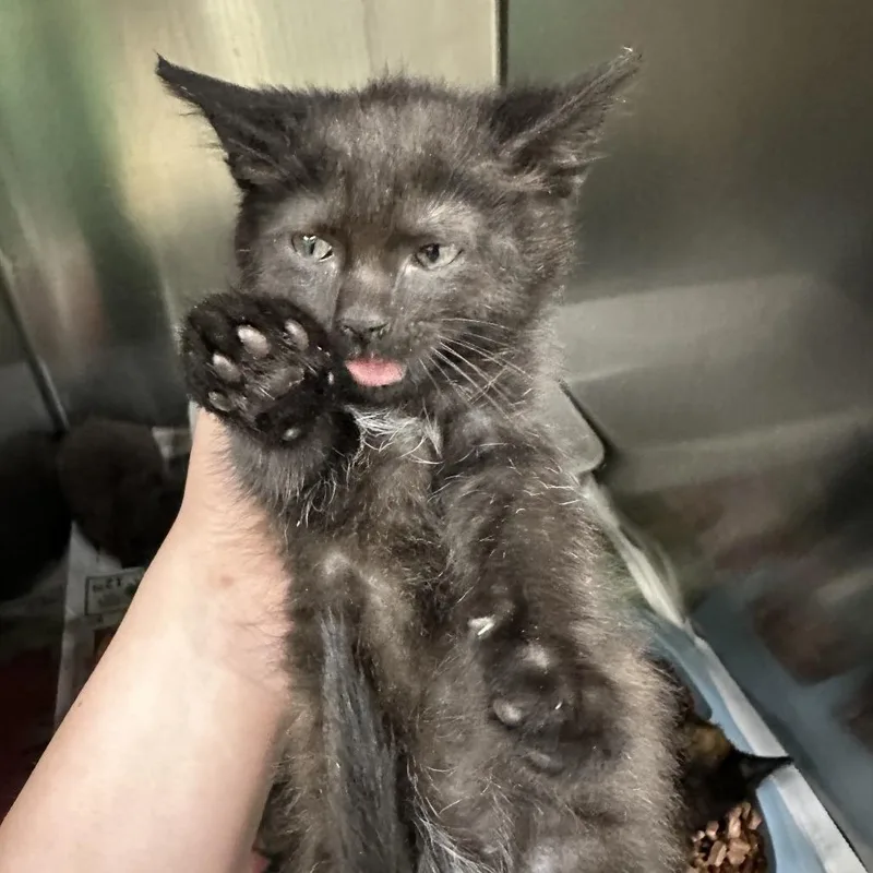 A baby small-sized female Domestic Short Hair cat named Azula for adoption in Corbin, KY