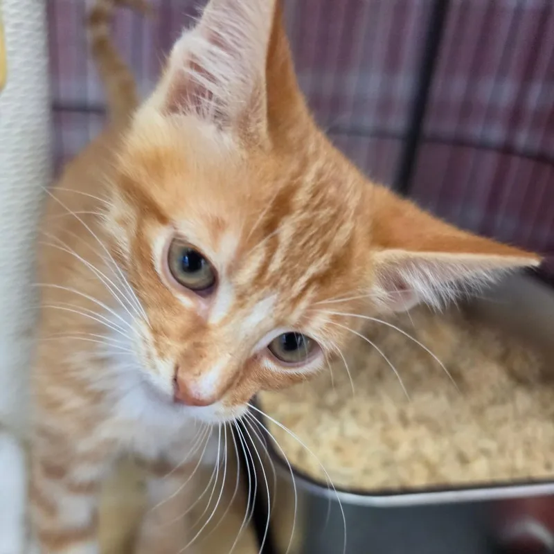 A baby small-sized male Orange / Red Domestic Short Hair cat named King Louie  Chino for adoption in Chino Hills, CA