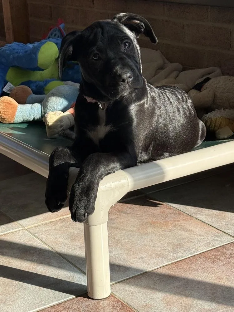 Pup Macaroon