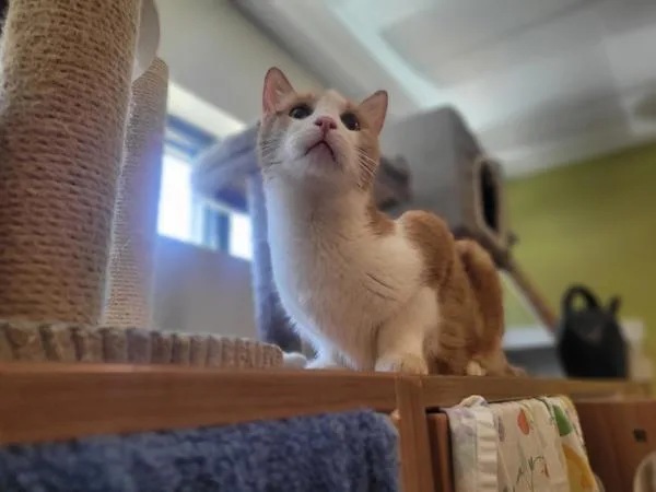 A senior medium-sized male Domestic Short Hair cat named Montana for adoption in Escondido, CA