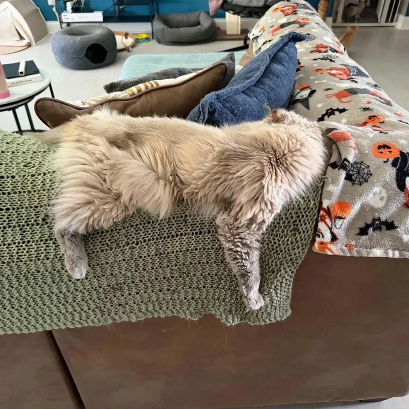 A senior medium-sized female Ragdoll cat named Blanka J for adoption in Fairborn, OH