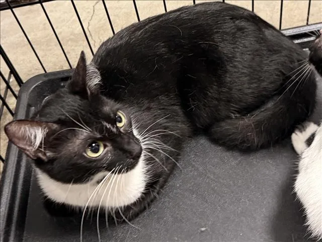 A young medium-sized male Domestic Short Hair cat named A for adoption in Chatsworth, CA