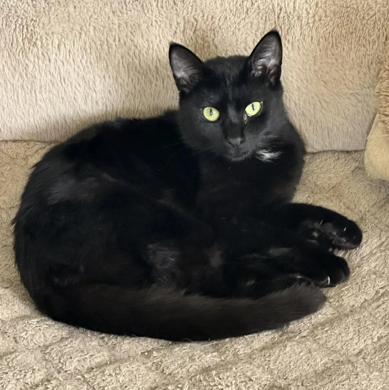 A young medium-sized female Black Domestic Short Hair cat named Asha for adoption in Leonardtown, MD