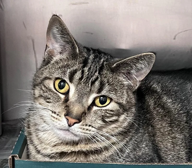 An adult medium-sized male Domestic Short Hair cat named Tom for adoption in Cincinnati, OH