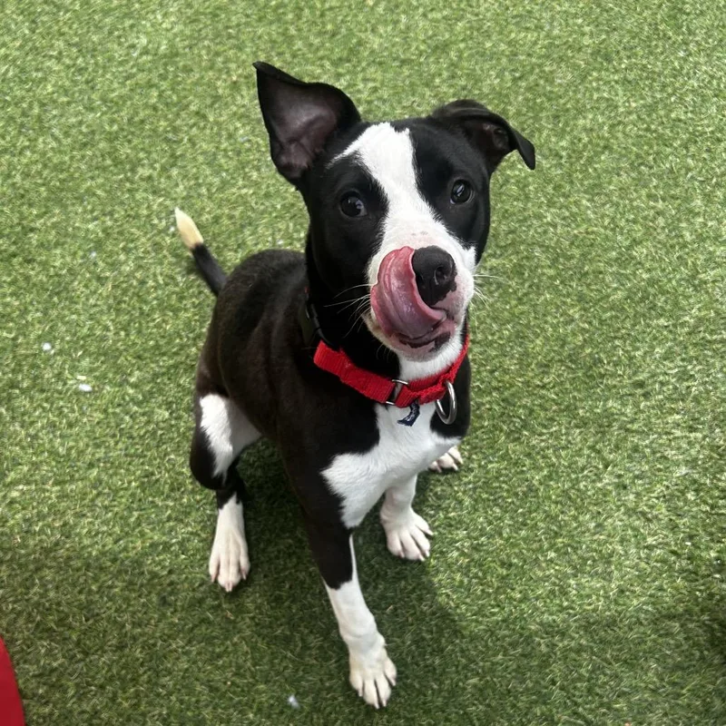 An adult medium-sized female Black Mixed Breed dog named Retrocade for adoption in Asheville, NC
