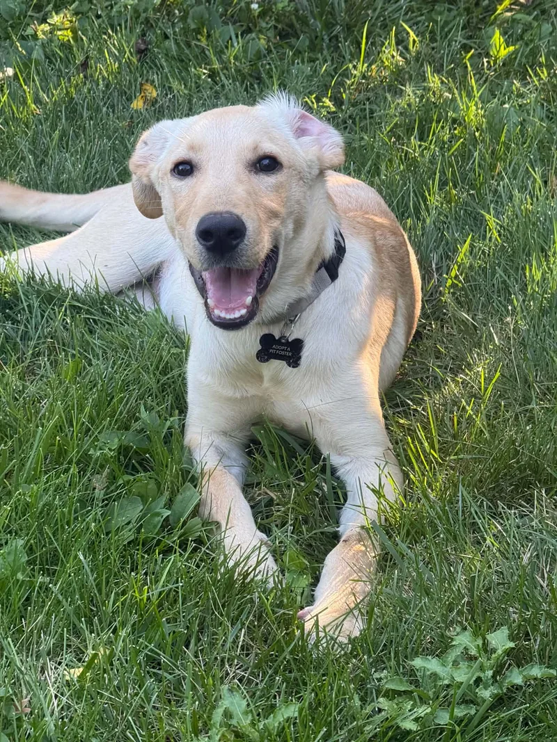 A baby medium-sized male Labrador Retriever dog named Garth Brooks for adoption in Germantown, OH