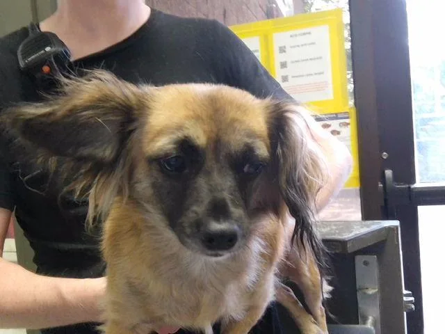 An adult small-sized female Chihuahua dog named Gabby for adoption in Tulsa, OK