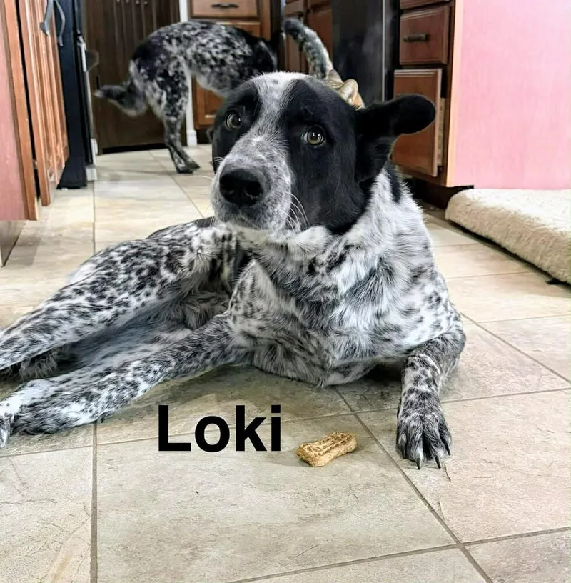 Loki