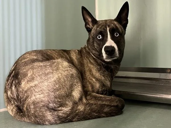 An adult medium-sized female Mixed Breed dog named Sodie Pop for adoption in New York, NY