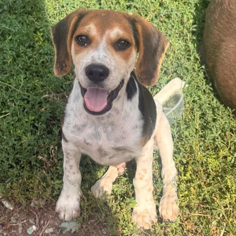 A baby small-sized male White / Cream Beagle dog named John for adoption in Rochester, MN
