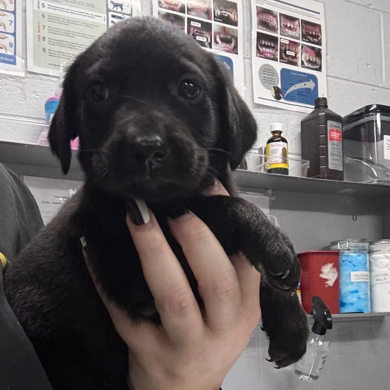 A baby small-sized female Black Mixed Breed dog named Pepper for adoption in Summerville, SC