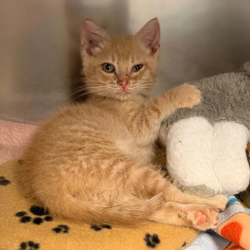 A baby small-sized male Domestic Short Hair cat named Flex for adoption in Cumming, GA