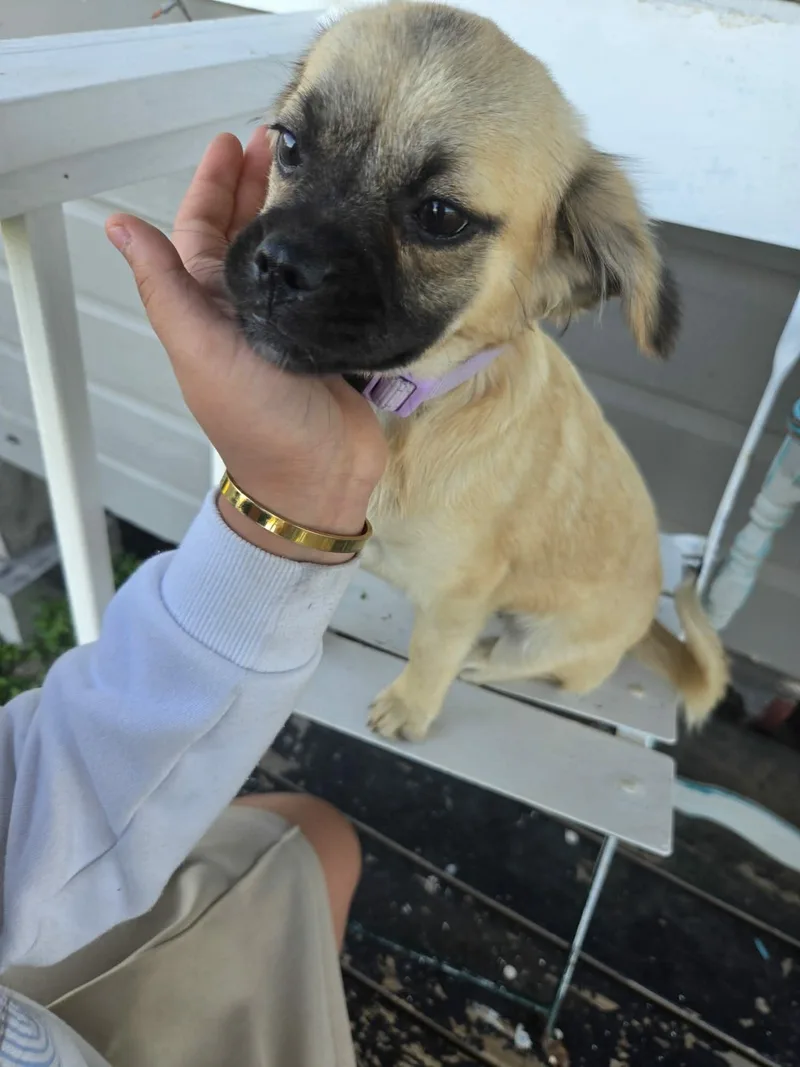 A young small-sized female Yellow / Tan / Blond / Fawn Pug dog named Chispita for adoption in Mcallen, TX