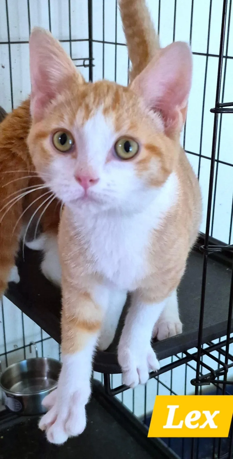 A young medium-sized male Tabby (Orange / Red) Domestic Short Hair cat named Lex for adoption in Landenberg, PA