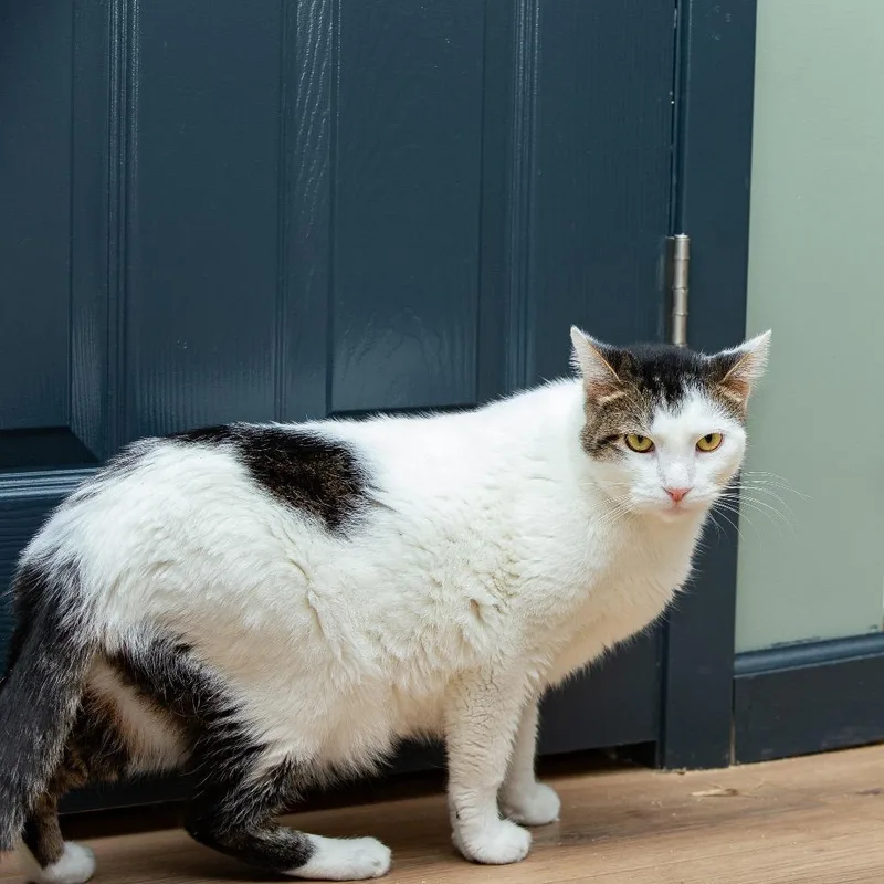 An adult large-sized male White Domestic Short Hair cat named Astro for adoption in Lake Jackson, TX