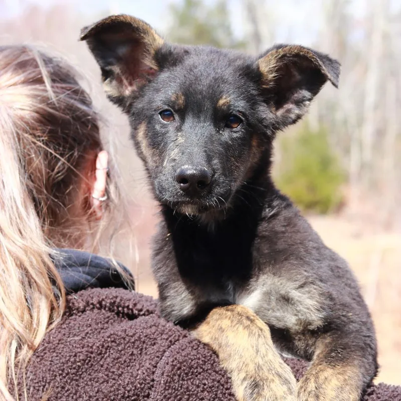 Ct Marco Polo thumbnail 3