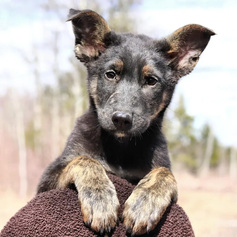 Ct Marco Polo thumbnail 5