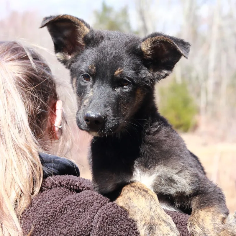 Ct Marco Polo thumbnail 6