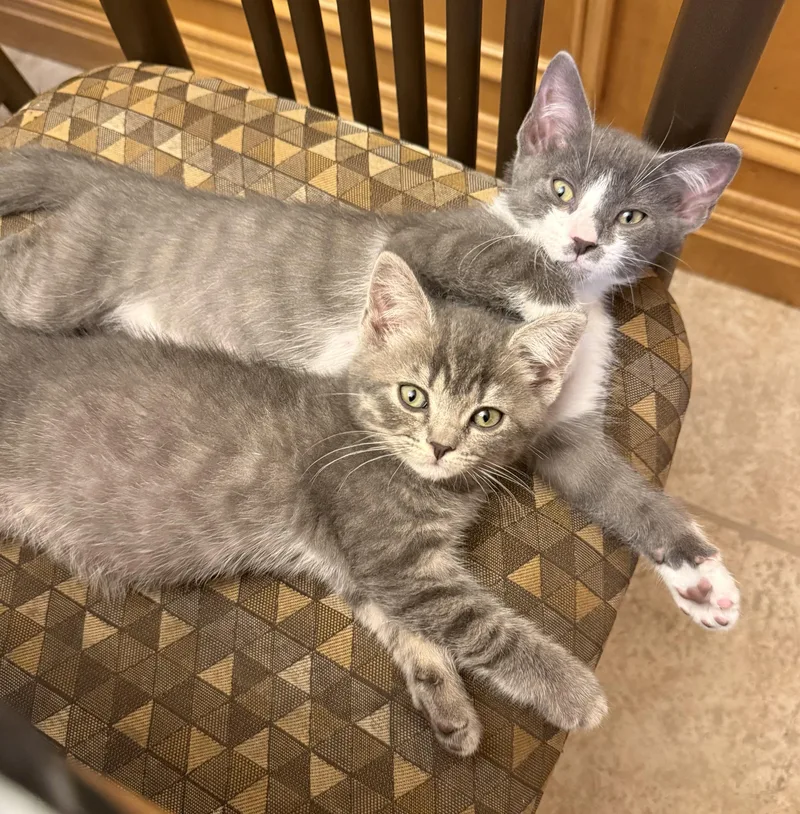 A baby medium-sized female Tabby (Gray / Blue / Silver) Domestic Short Hair cat named Curly & Lucille for adoption in Wantagh, NY