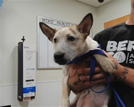 A young small-sized female Australian Cattle Dog / Blue Heeler dog named Daffodil for adoption in Albuquerque, NM