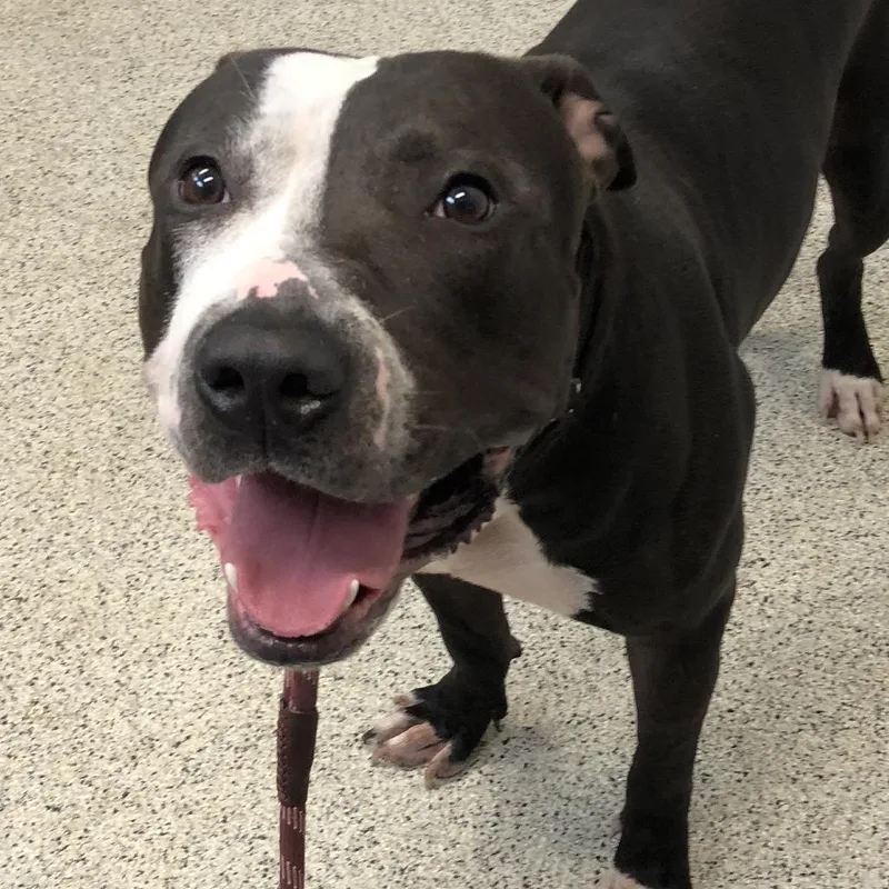 An adult large-sized male Black Mixed Breed dog named Dominick for adoption in Oak Park, IL