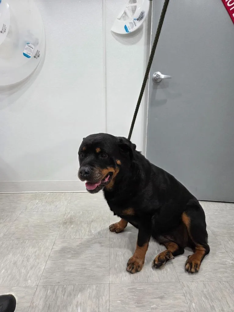 A senior large-sized female Rottweiler dog named Wilma for adoption in Brookings, OR