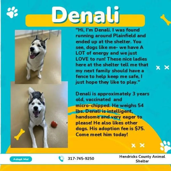 An adult large-sized male Husky dog named Denali for adoption in Danville, IN