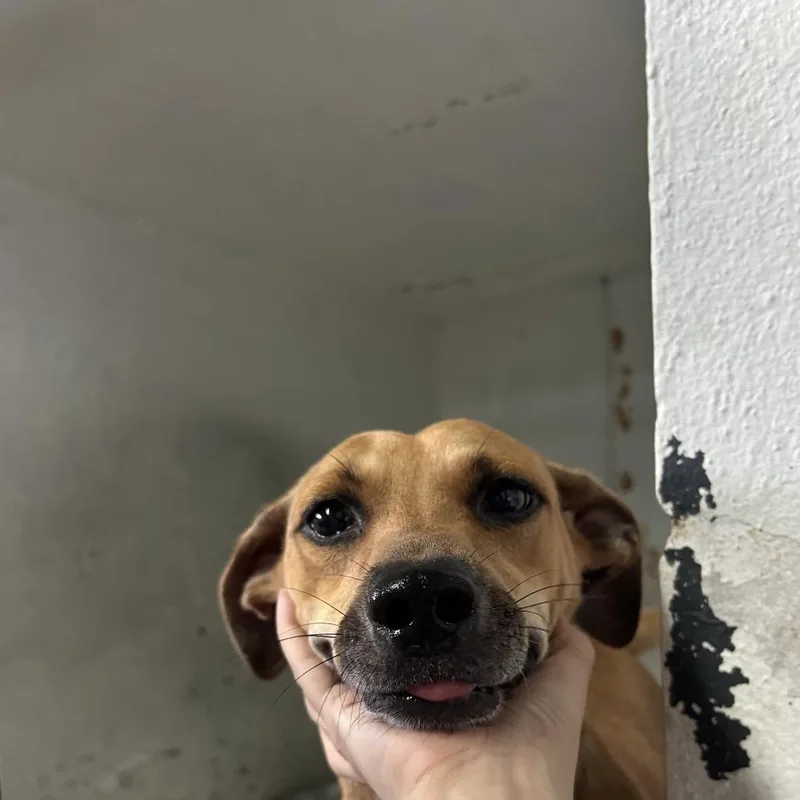 An adult small-sized female Mixed Breed dog named Florinda for adoption in Guaynabo, PR