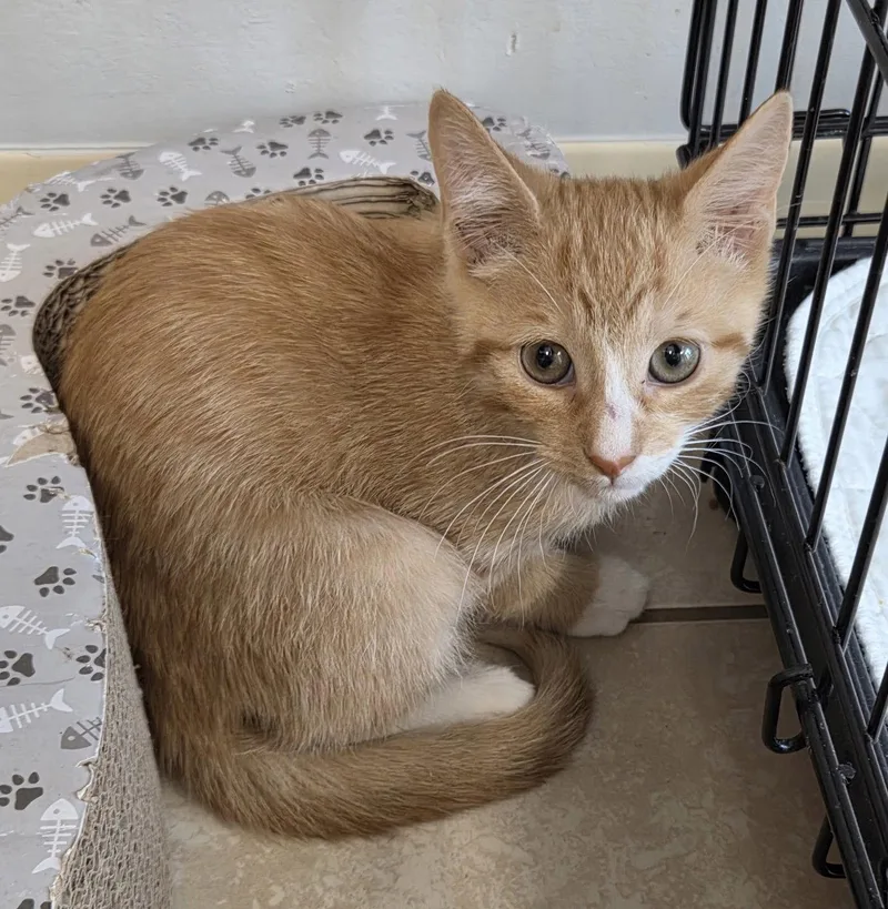 A young medium-sized male Orange & White Domestic Short Hair cat named Dungeness for adoption in Satellite Beach, FL