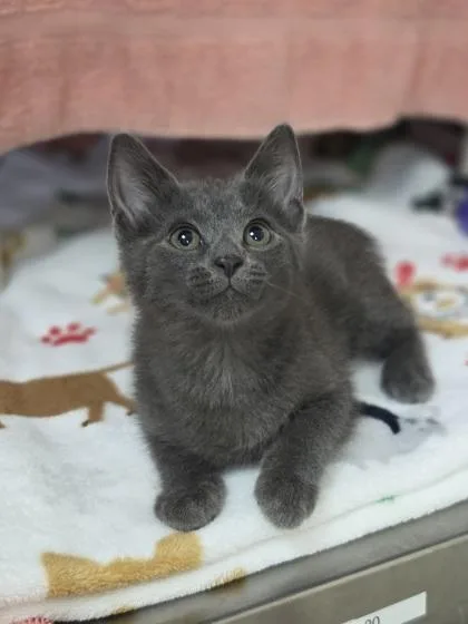 A baby small-sized female Domestic Short Hair cat named Brittany for adoption in Westland, MI