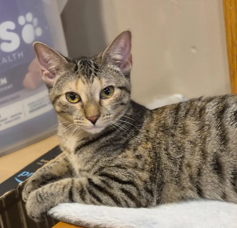 A baby small-sized female Torbie cat named Lily for adoption in Wheaton, IL