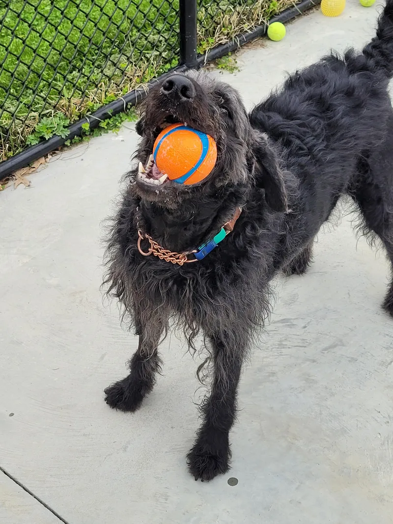 An adult large-sized male Mixed Breed dog named Wolfie for adoption in North Attleboro, MA