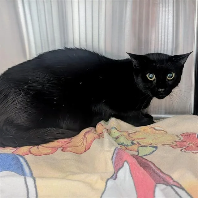 A young medium-sized female Domestic Short Hair cat named Coalla for adoption in Haw River, NC