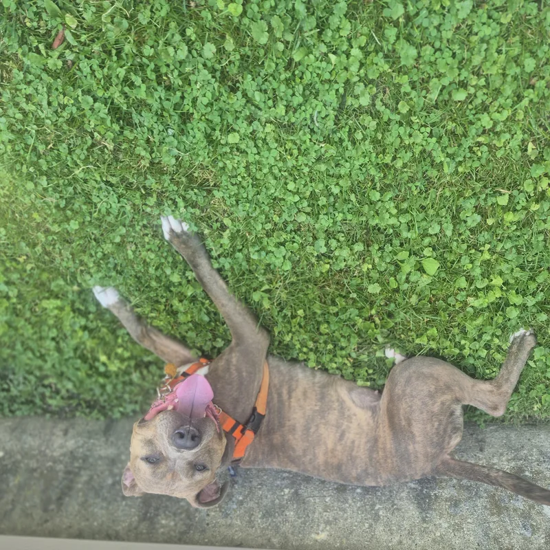 A young medium-sized female Brindle Mixed Breed dog named Cremini for adoption in Blue Island, IL