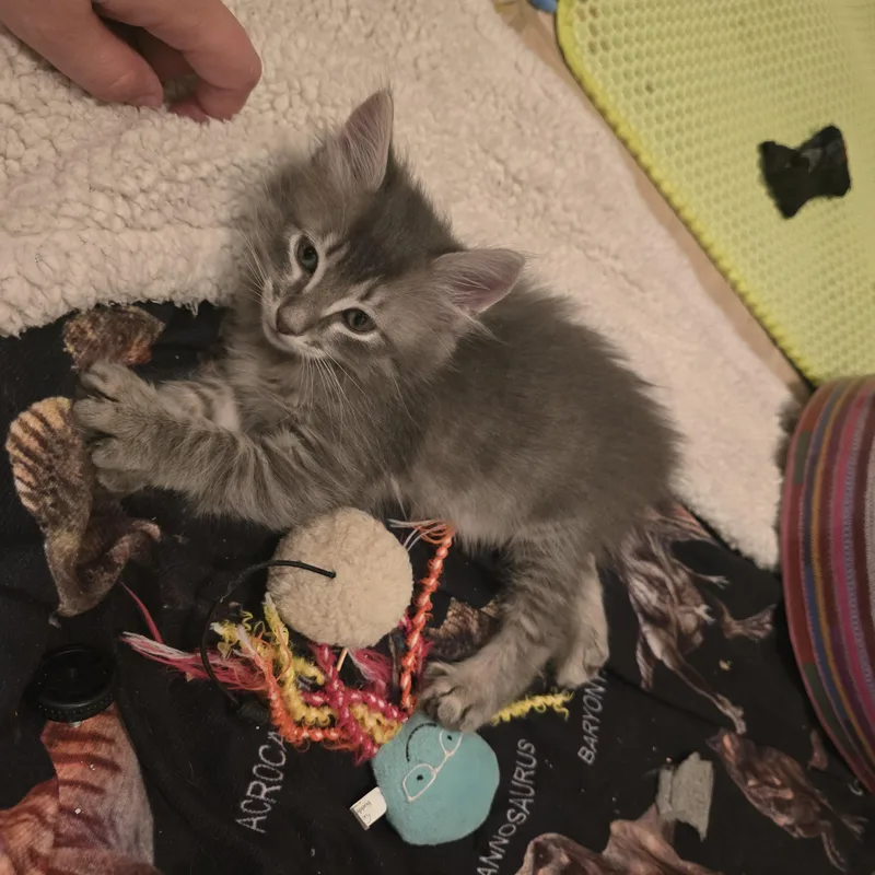 A baby medium-sized male Tabby (Gray / Blue / Silver) Domestic Medium Hair cat named Vax for adoption in Liverpool, TX
