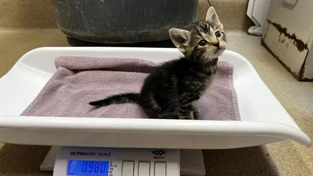 A baby small-sized female Domestic Short Hair cat named Saura for adoption in Grand Prairie, TX