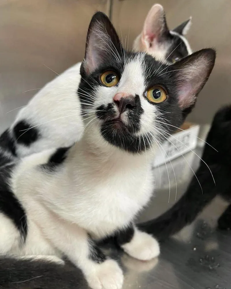 A young medium-sized male Domestic Short Hair cat named Angus for adoption in Stillwater, OK