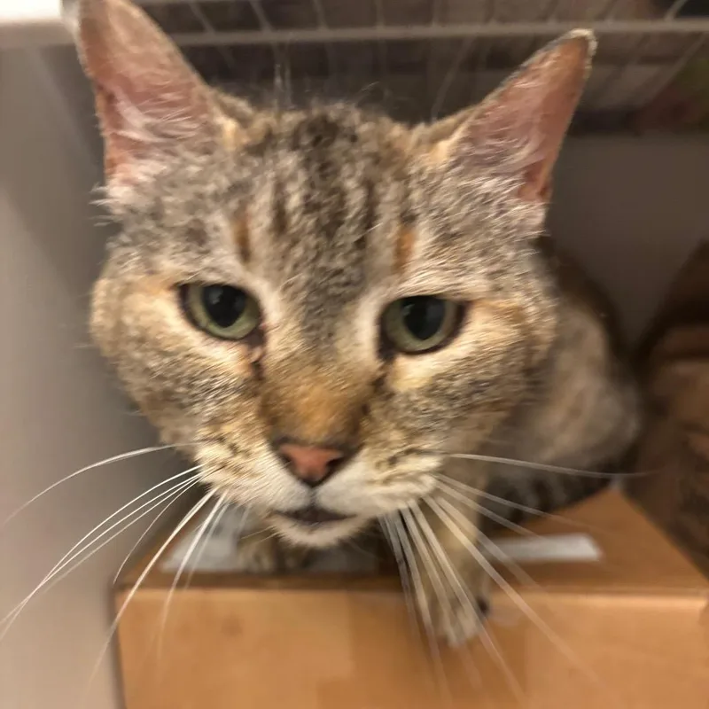 An adult small-sized female Torbie Domestic Short Hair cat named Squeakers for adoption in Columbia, MO