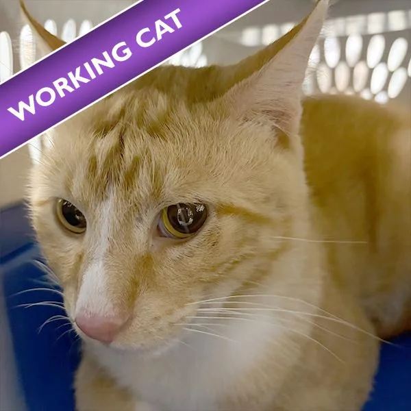 An adult medium-sized unknown Domestic Short Hair cat named Maverick for adoption in Des Moines, IA