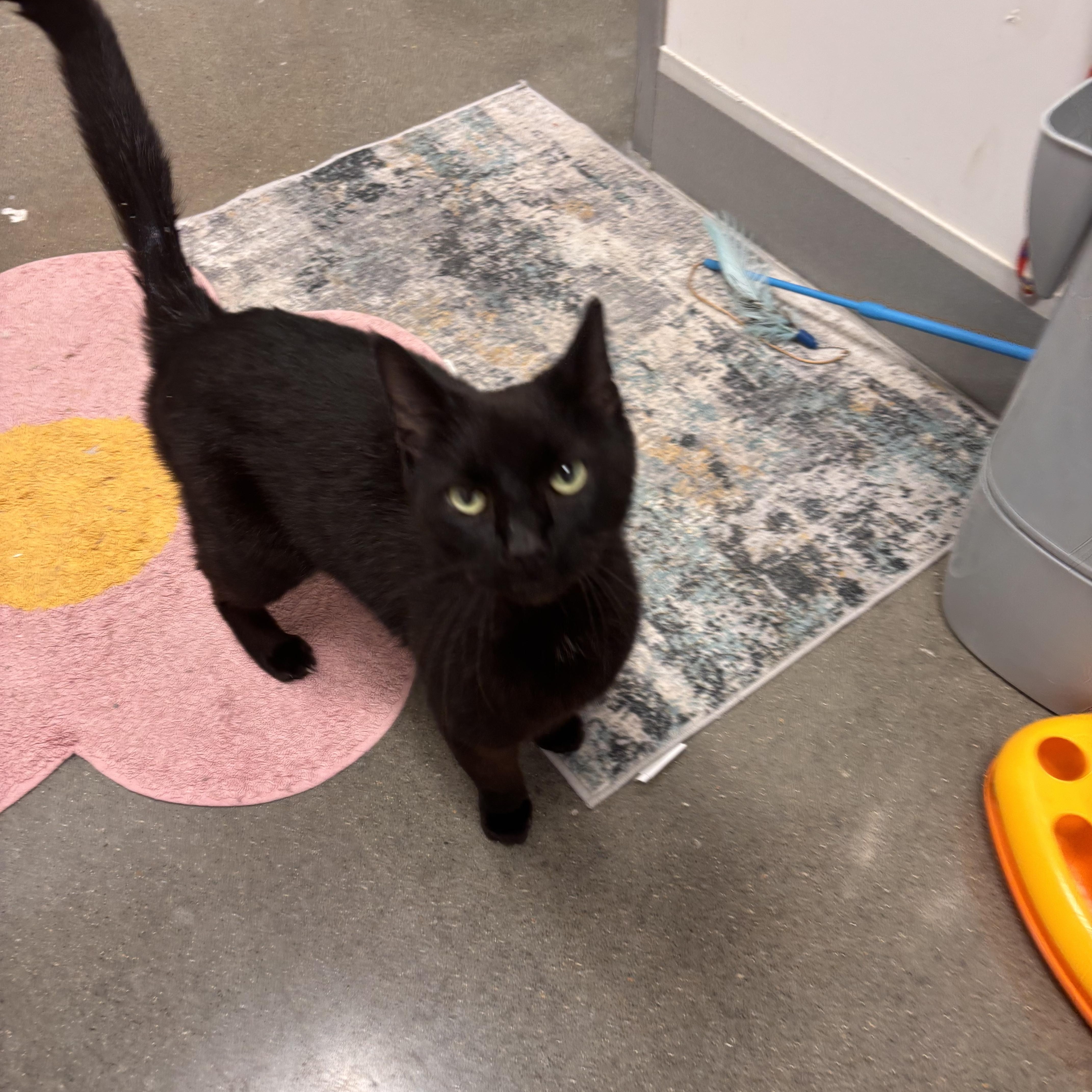 An adult large-sized male Domestic Short Hair cat named Big Eddie for adoption in Woodlawn, TN