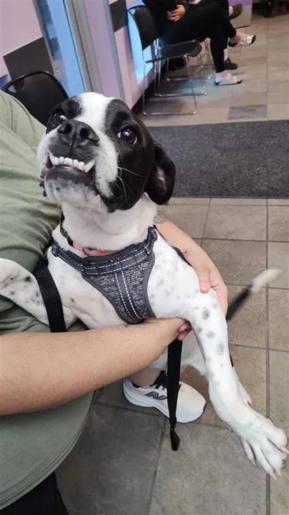 A young medium-sized female White / Cream Mixed Breed dog named Oreo for adoption in El Paso, TX