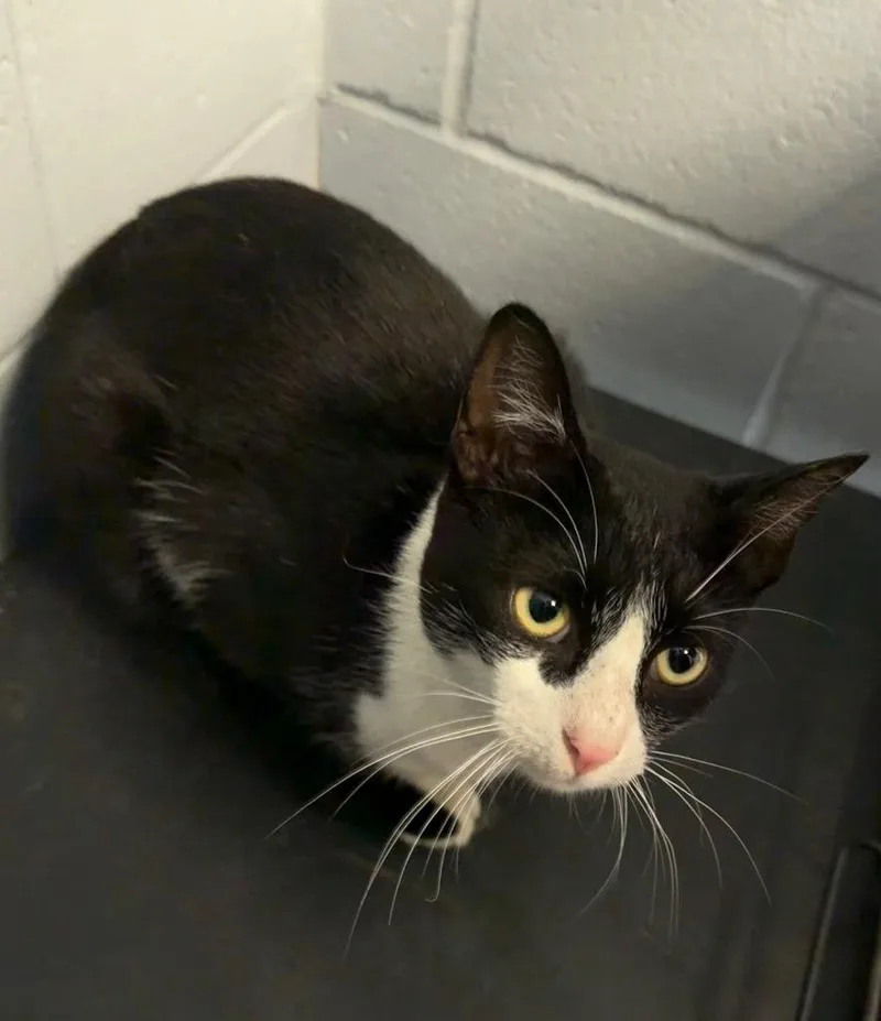 A baby medium-sized male Domestic Short Hair cat named Mj for adoption in Greenwood, MS