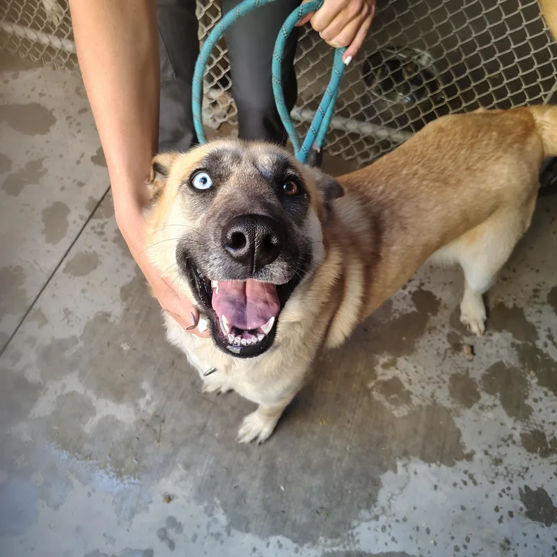 An adult large-sized female Yellow / Tan / Blond / Fawn German Shepherd Dog dog named Molly for adoption in Parker, AZ