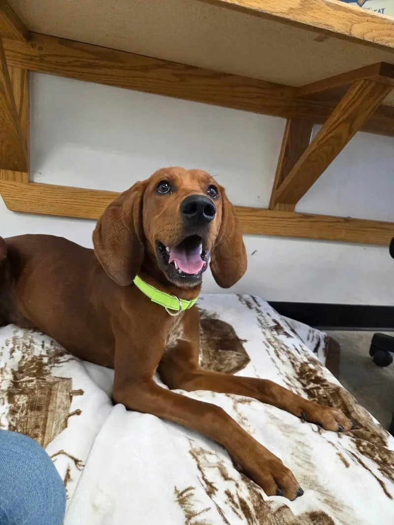 A young medium-sized male Red / Chestnut / Orange Redbone Coonhound dog named Copper for adoption in Roosevelt, UT