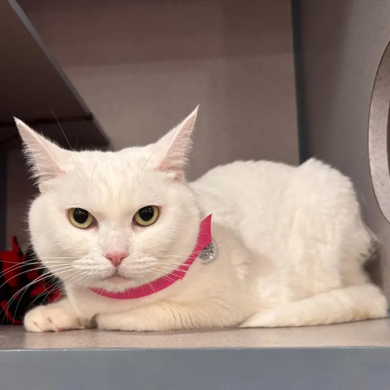 A young large-sized female Domestic Short Hair cat named Bindi for adoption in Long Beach, CA