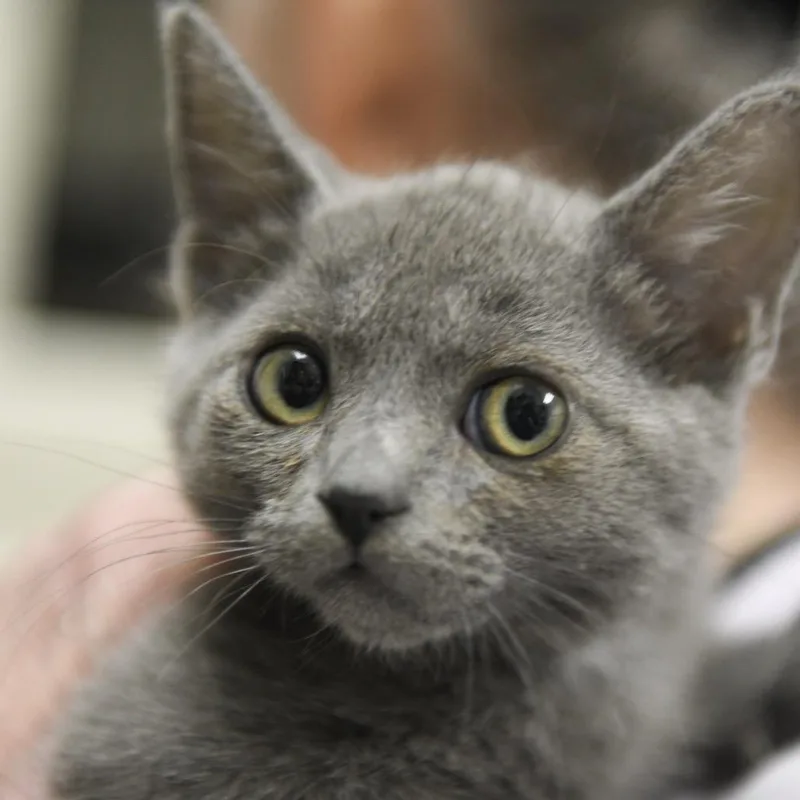 A baby small-sized male Gray / Blue / Silver Domestic Short Hair cat named Homer for adoption in Redwood City, CA