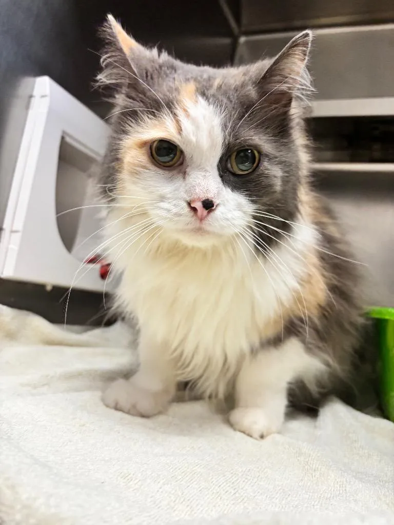A young large-sized female Calico cat named Folarin for adoption in Liverpool, NY